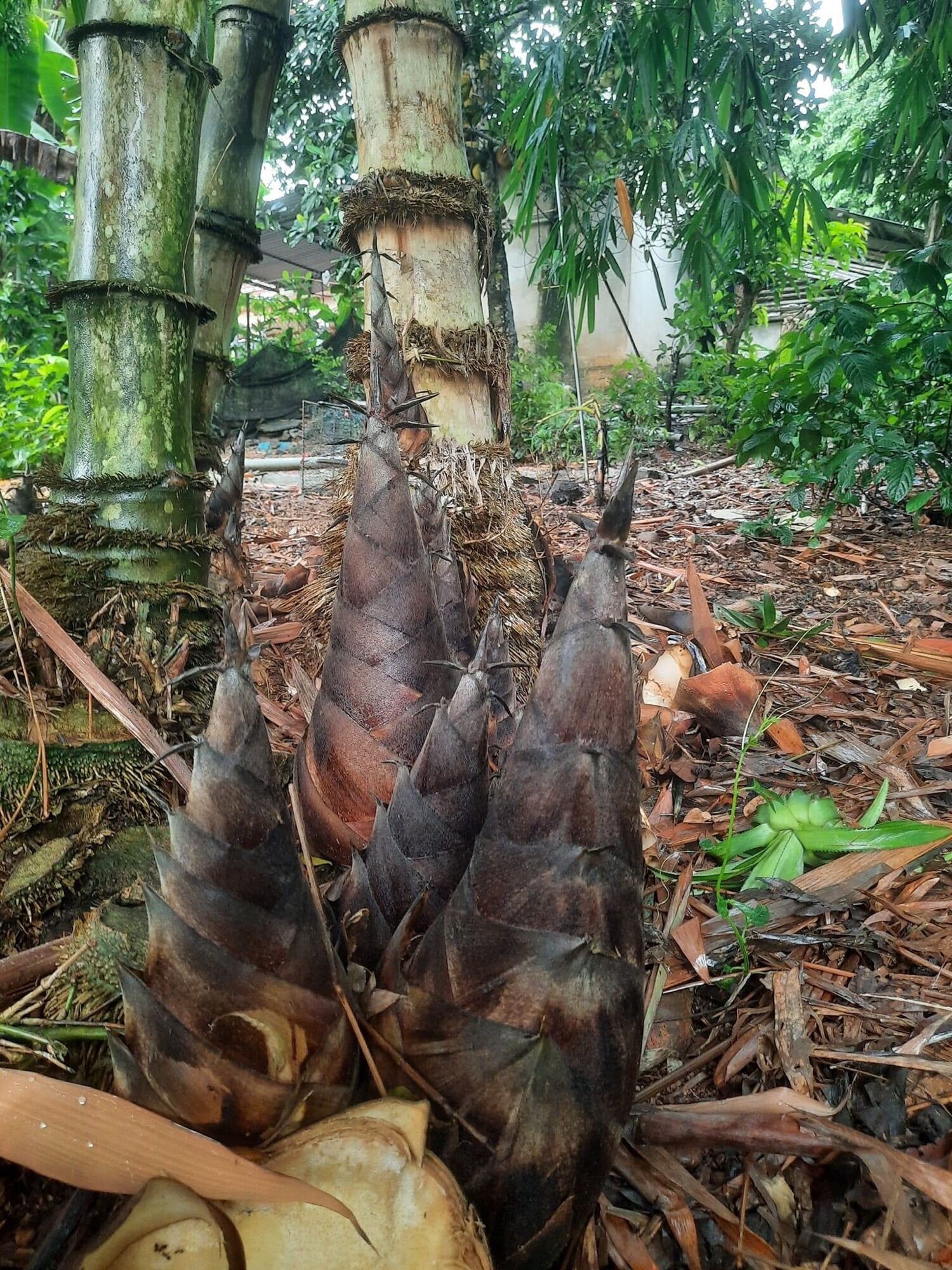 Giống tre mạnh tông (măng đen)