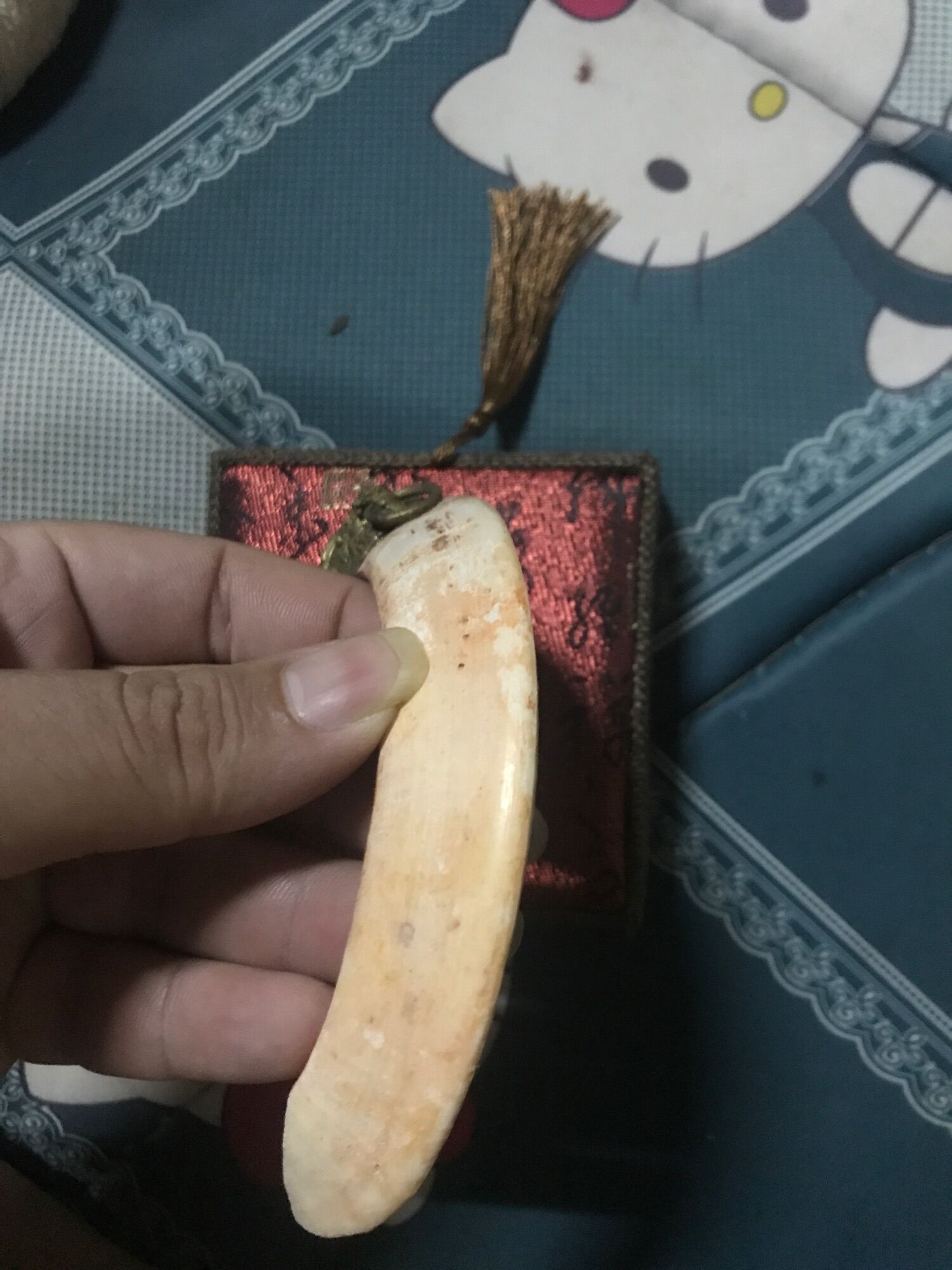 Nanh heo rừng campuchia bộc đồng