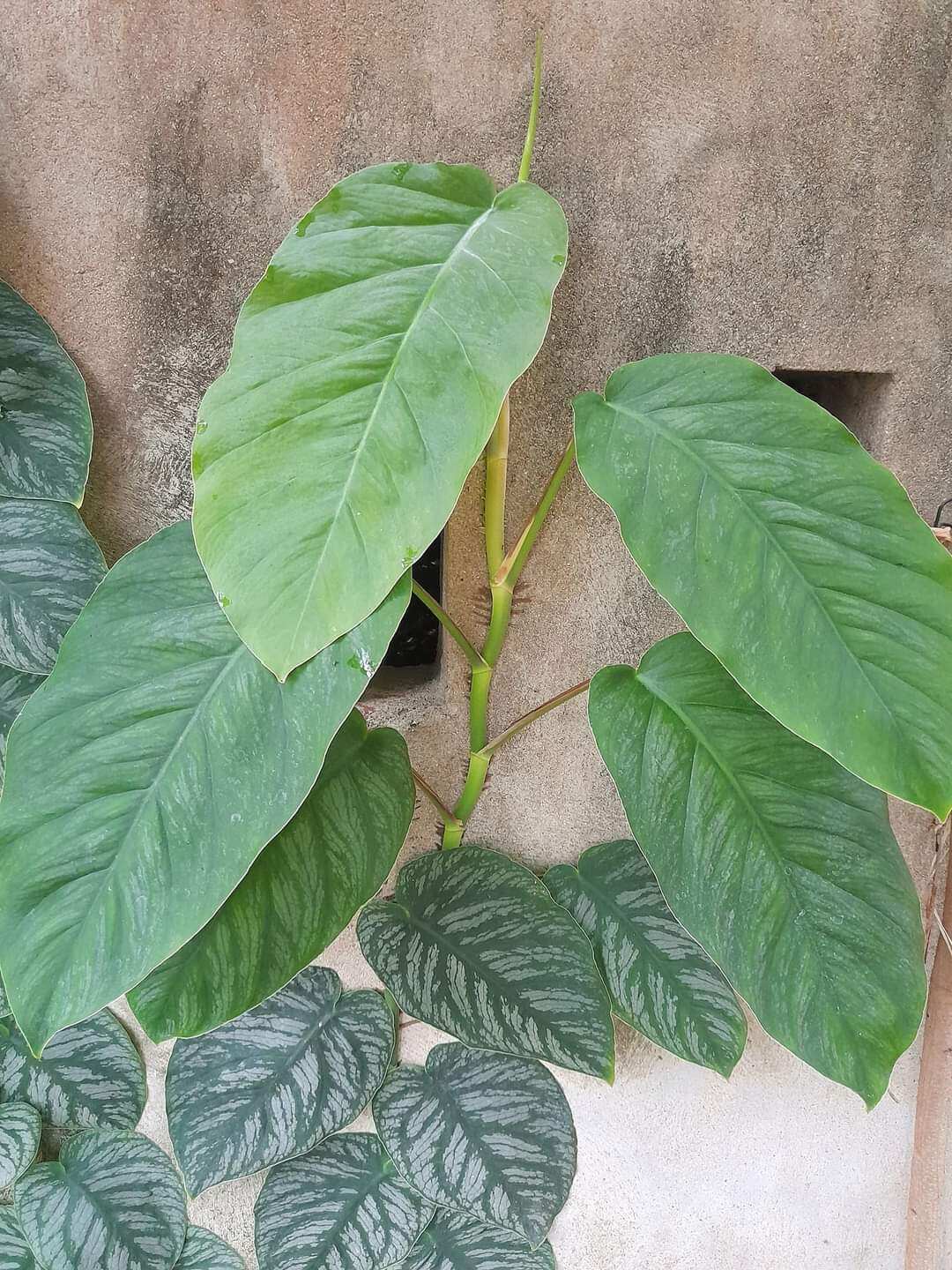 Cây monstera dubia