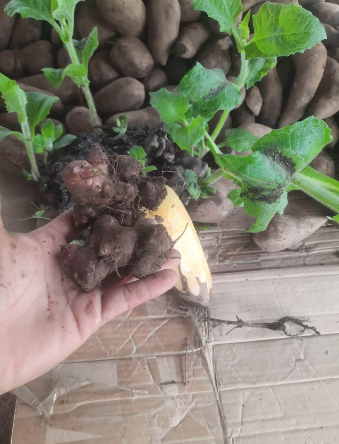 CÙI SÂM GIỐNG Y TÝ mau mộc mầm
