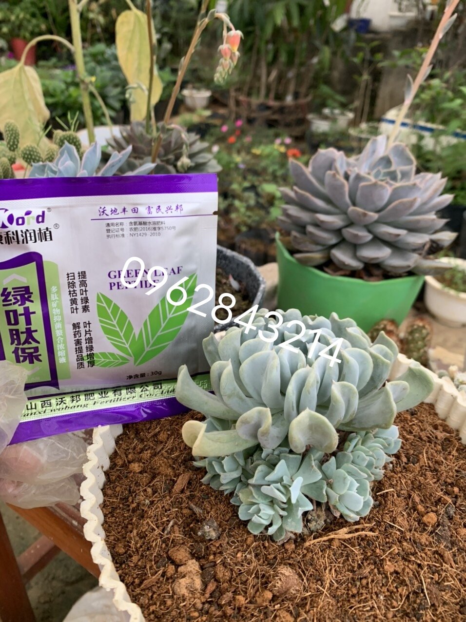 thuốc siêu kích mầm bật chồi