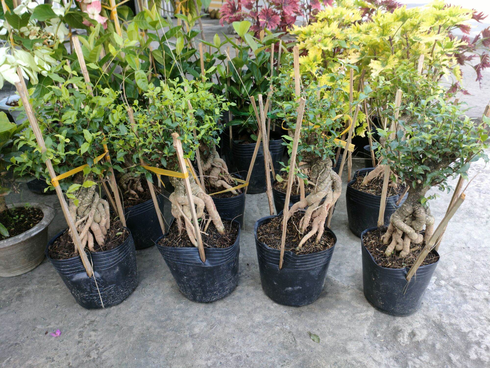 Cây hồng ngọc mai chơi bonsai
