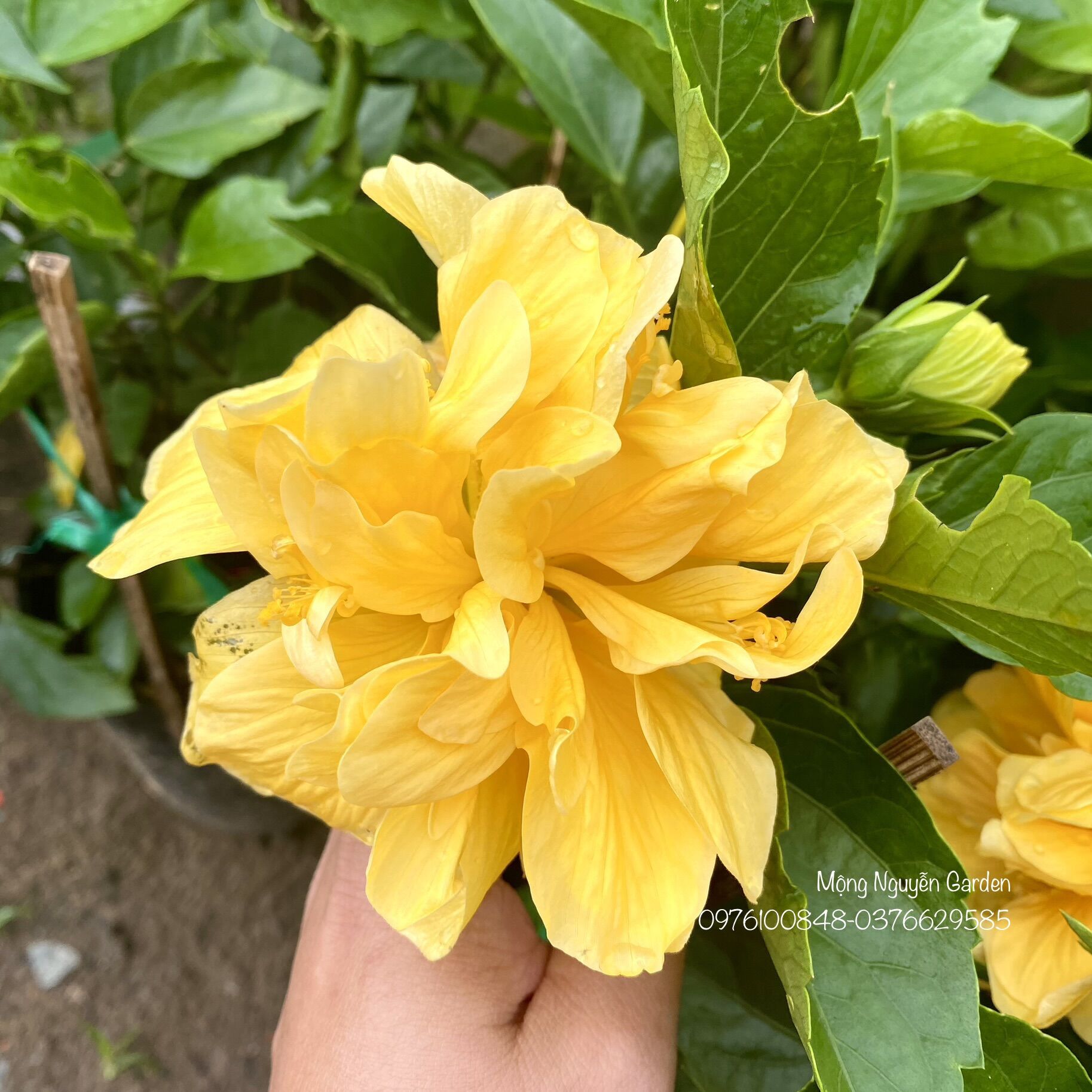 Cây hoa dâm bụt cánh kép - màu vàng