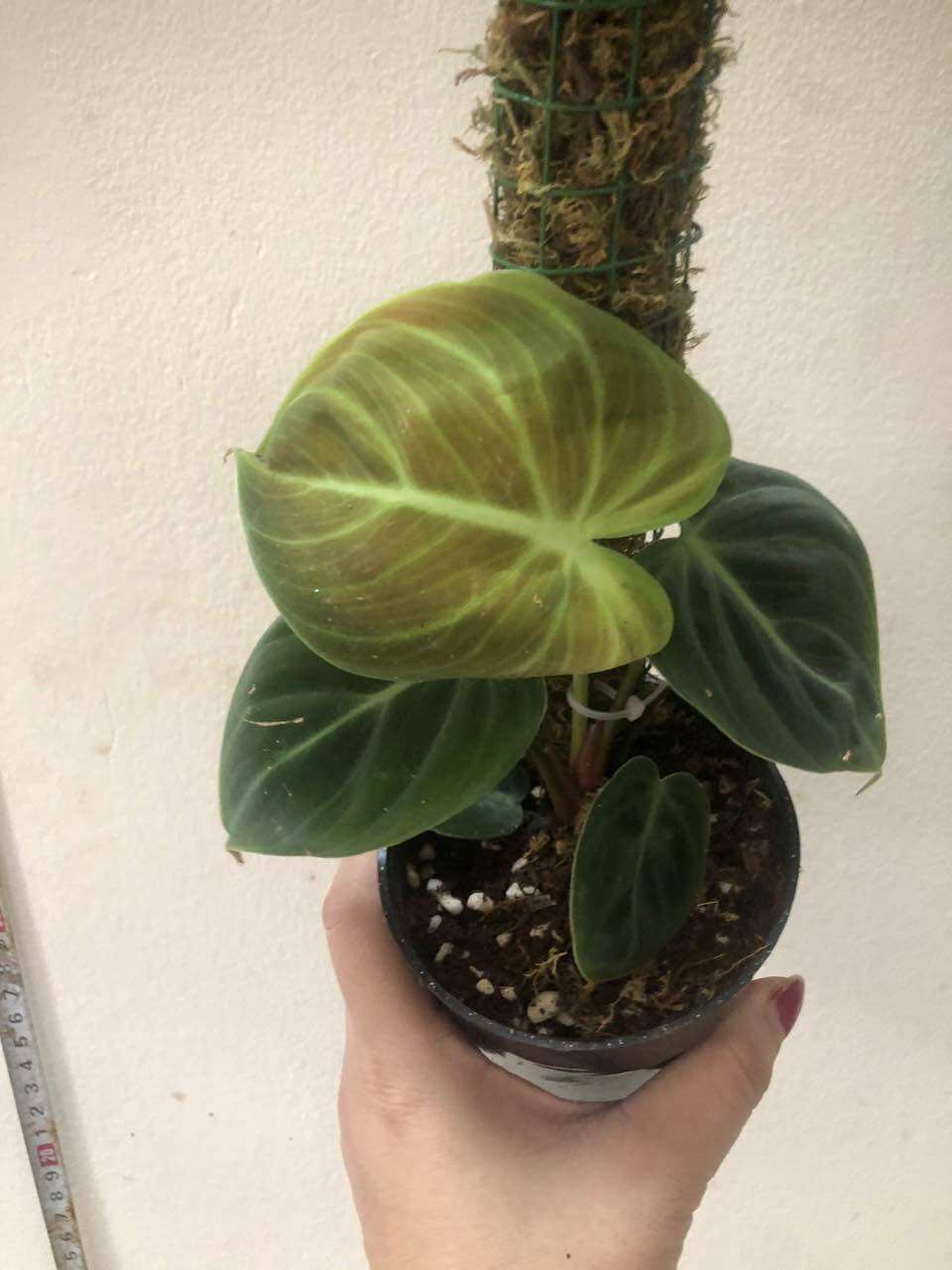 Cây lá kiểng  Philodendron El Choco Red