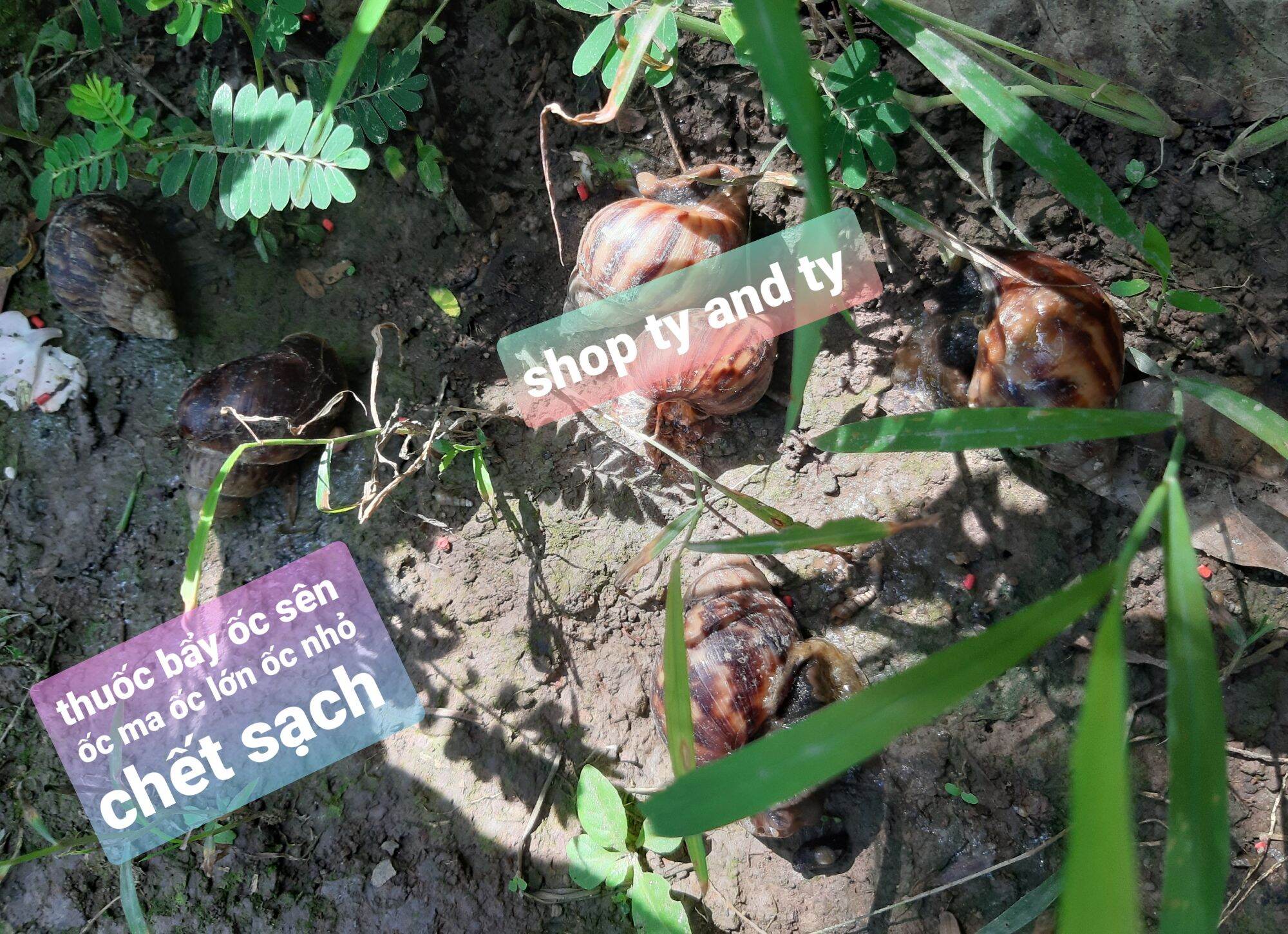 thuốc bẩy ốc sên ốc ma 100g