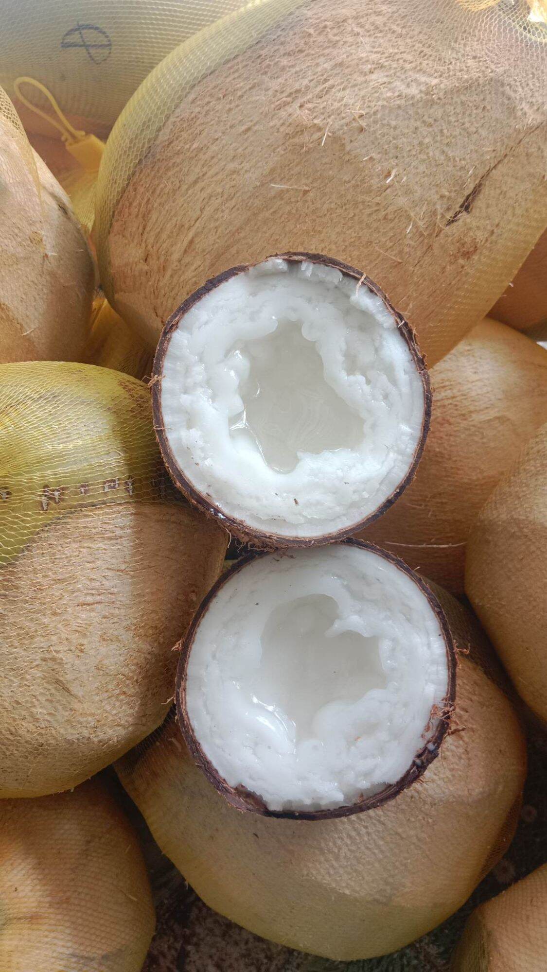 DỪA SÁP CẦU KÈ TRÀ VINH