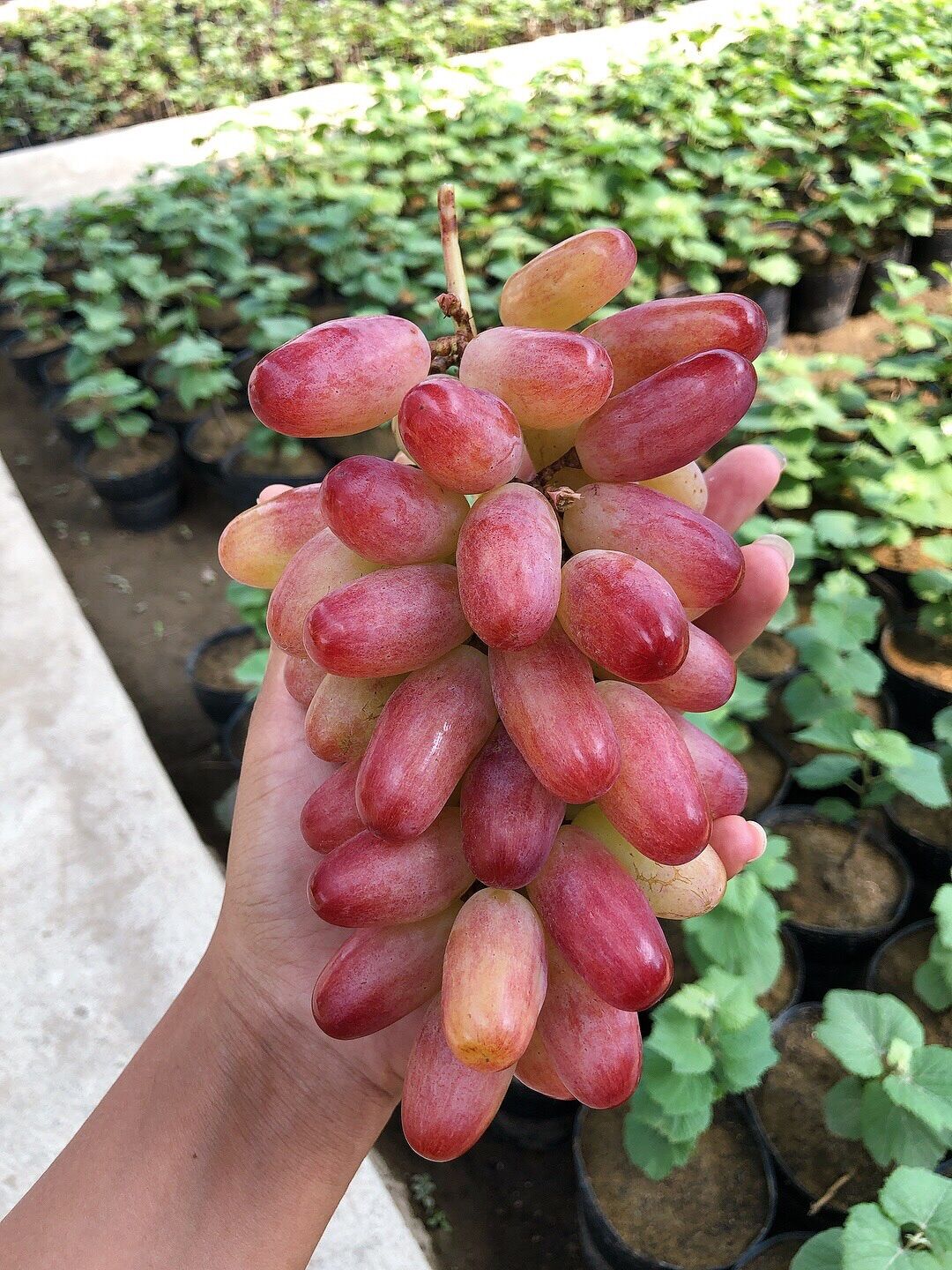Nho ngón tay ( hồng nhật 152 )