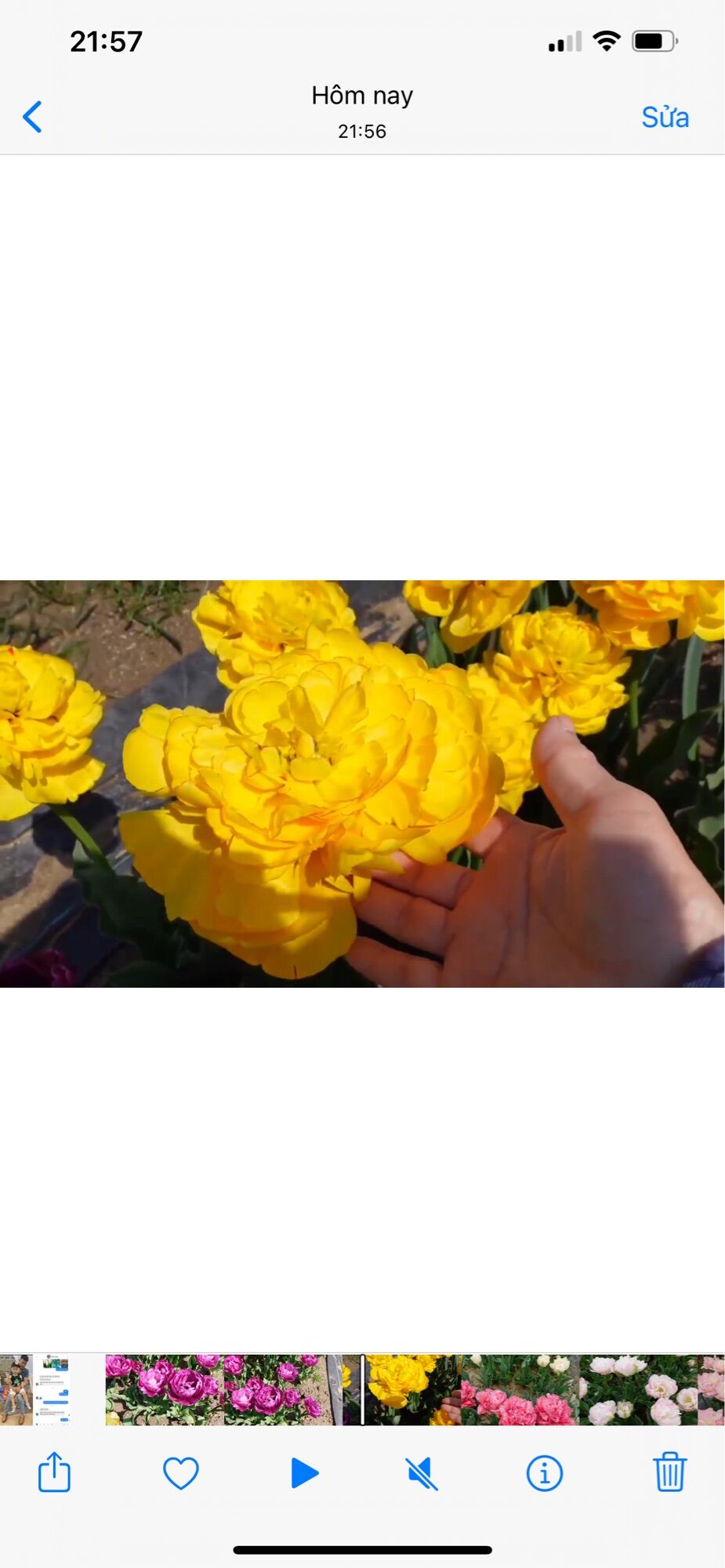 Hoa tuylip kép chuẩn tết(10 củ)