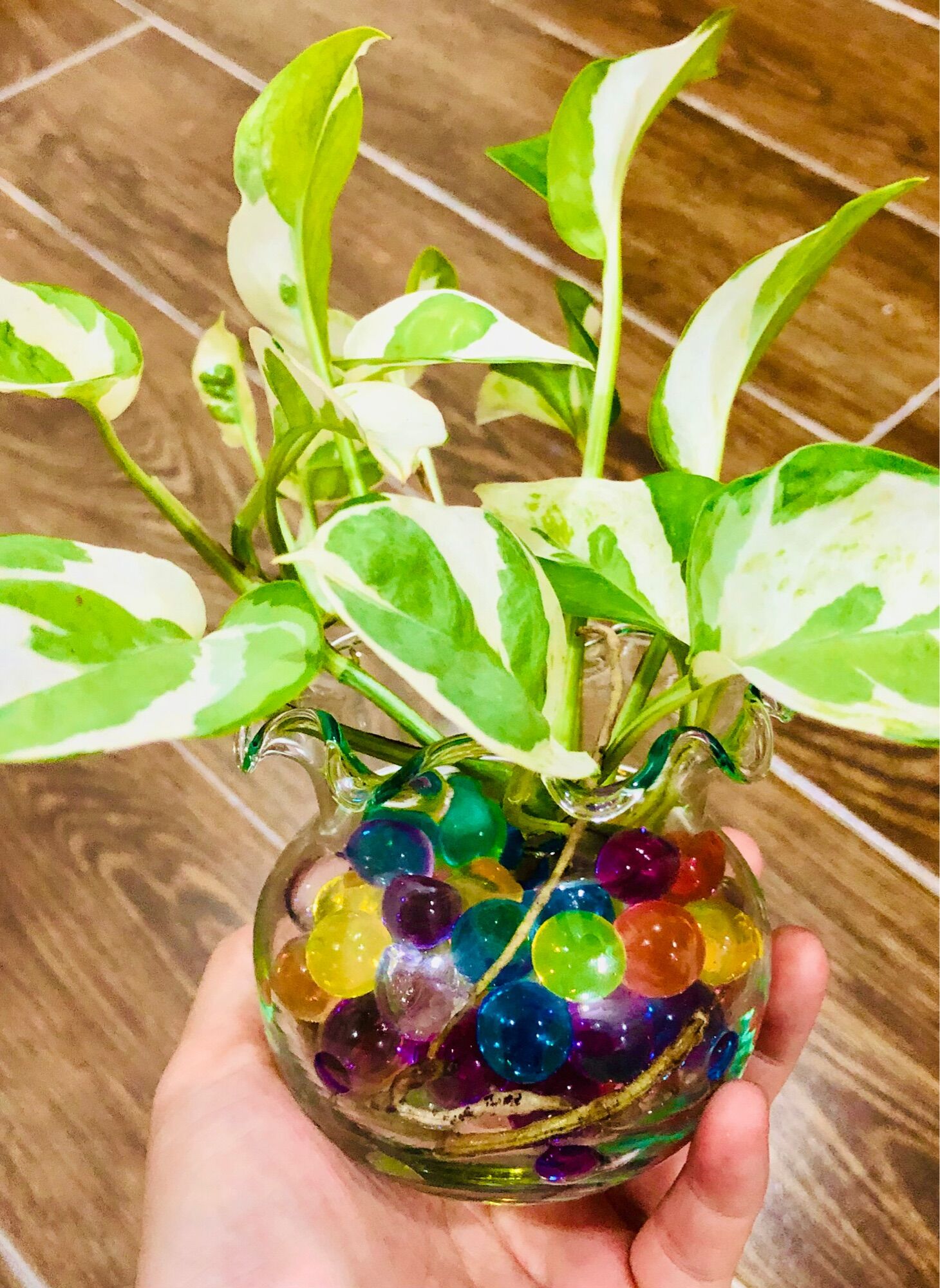 Chậu trầu bà sữa mini 5x5cm