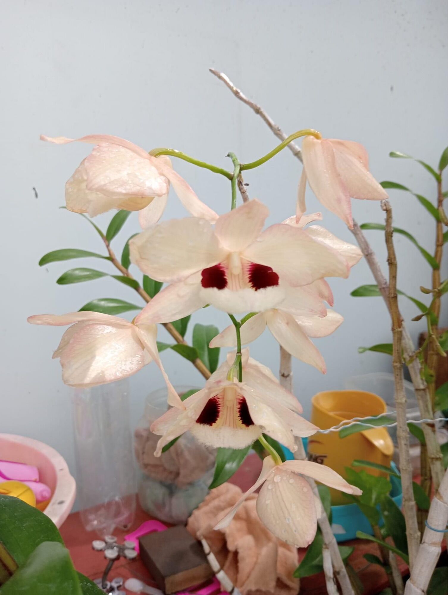 Hoa Lan hoàng thảo Thái bình(khóm 60cm trở lên) vv
