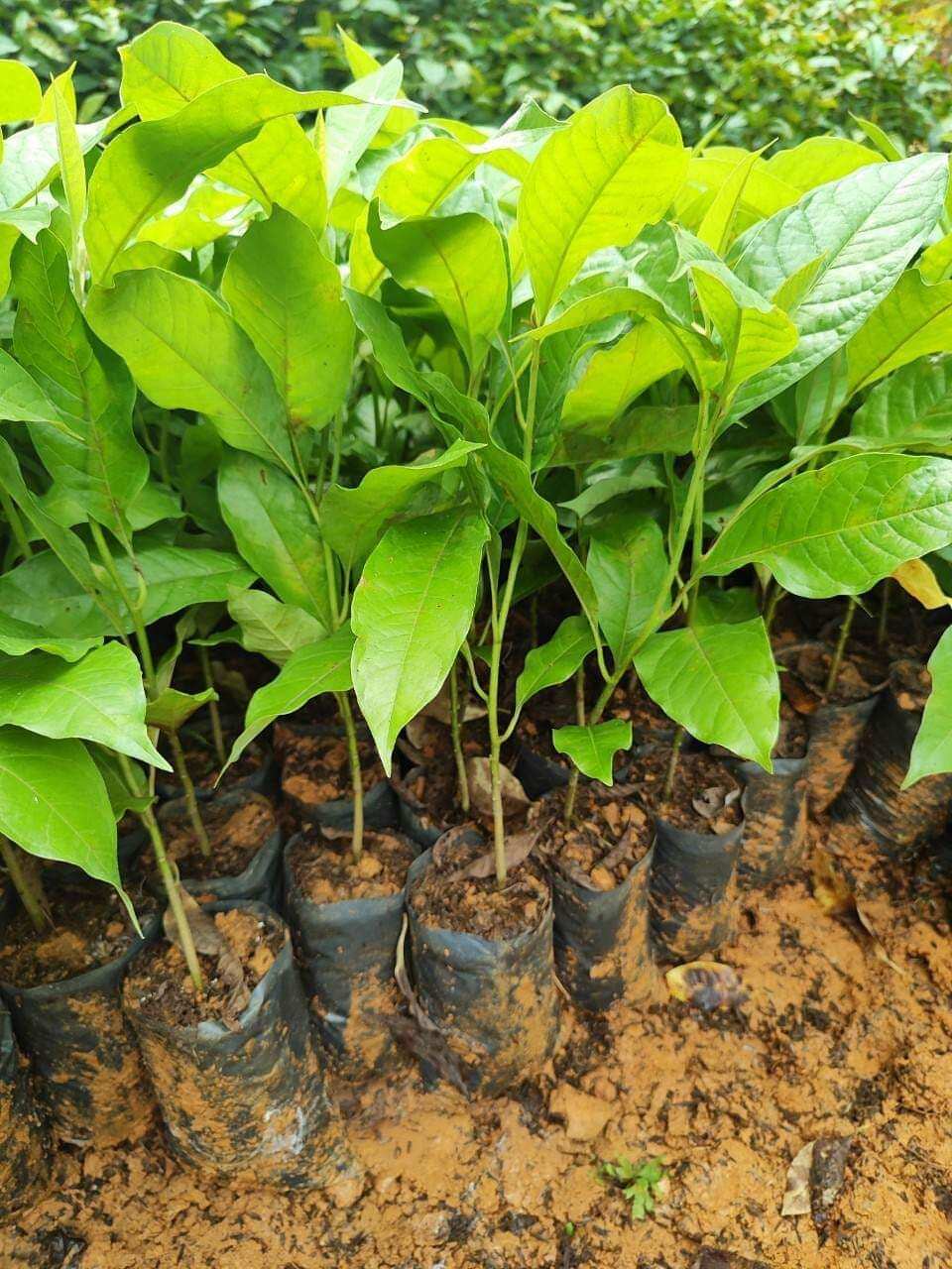 Cây giống Ngọc Lan hoa vàng, hoa trắng