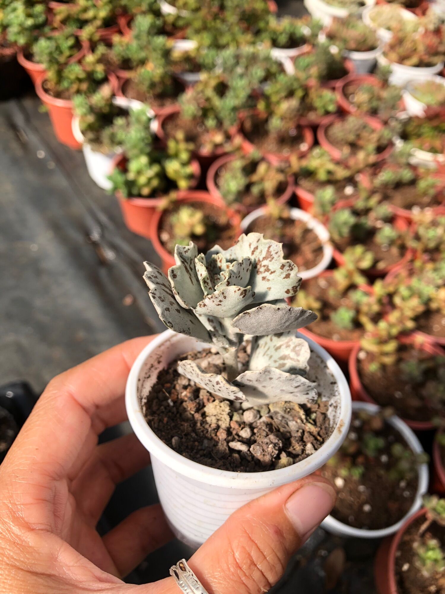 Sen đá Cánh Bướm Bạc