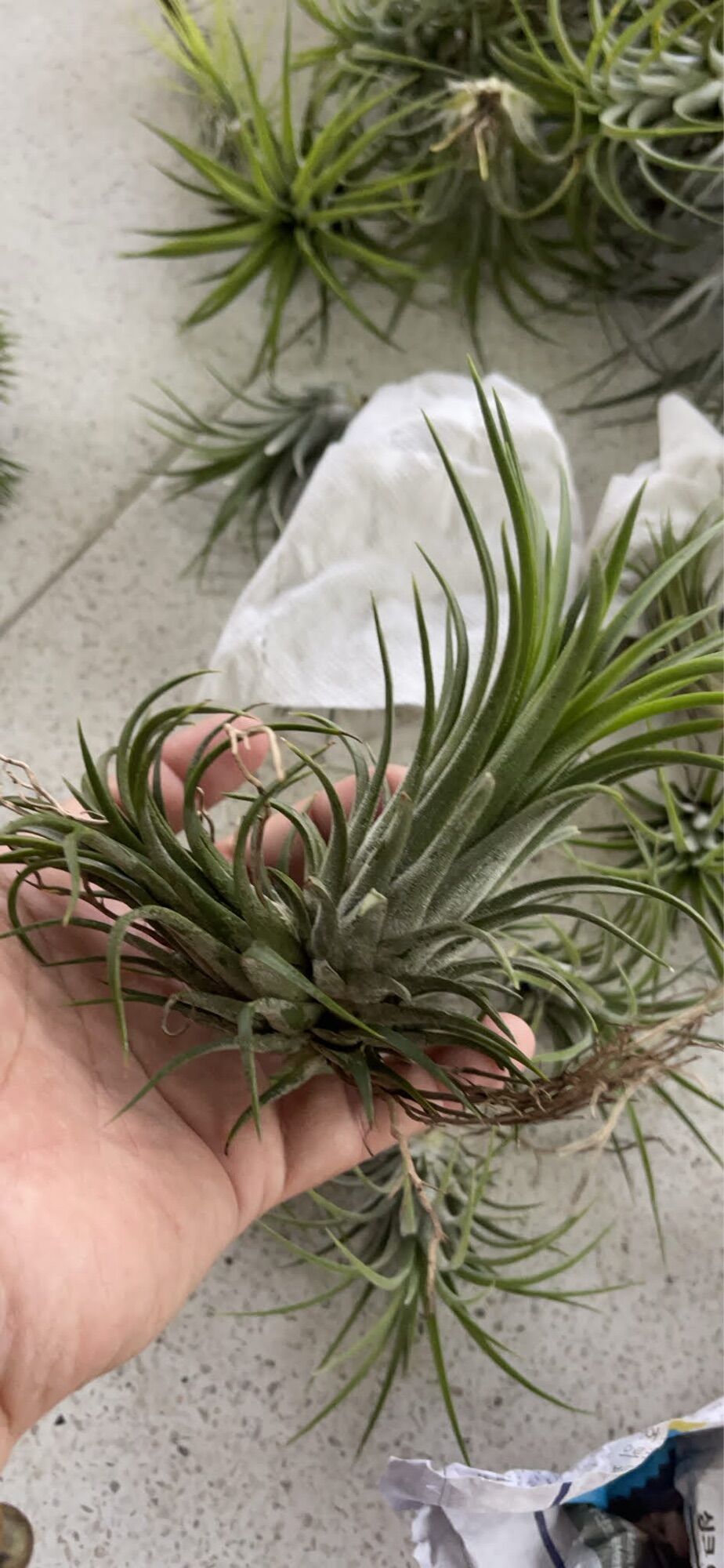 Cây không khí thạch thảo (tillandsia)