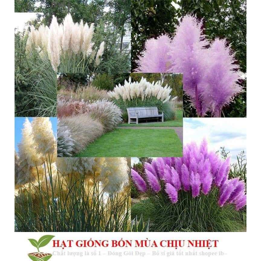 100 Hạt giống cỏ bông lau Mỹ Hồng