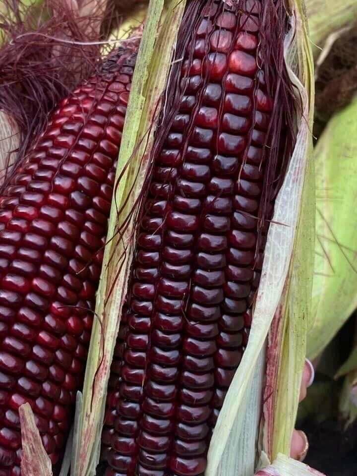 Ngô tím. tây bắc 85k/1 kg