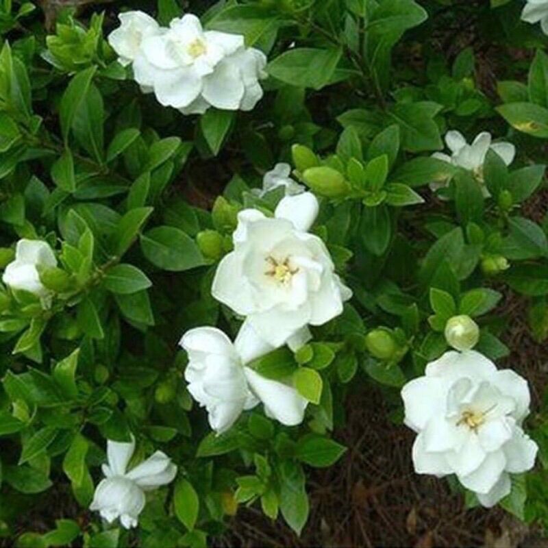 Cây Giống Bạch Thiên Hương(1 cây)