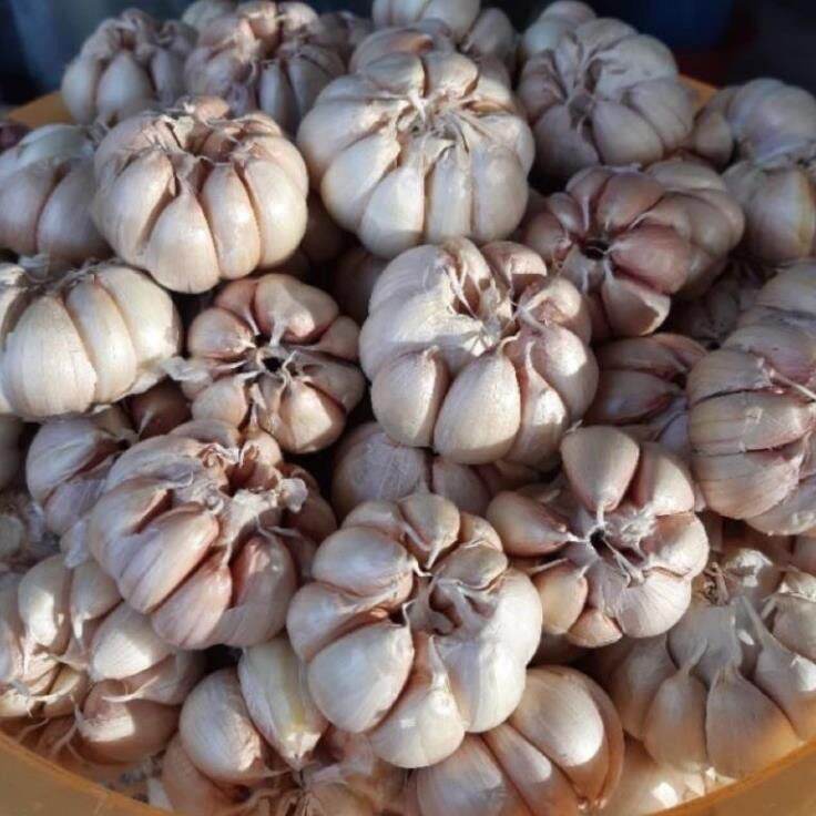 Tỏi đã sấy khô 1kg loại ngon