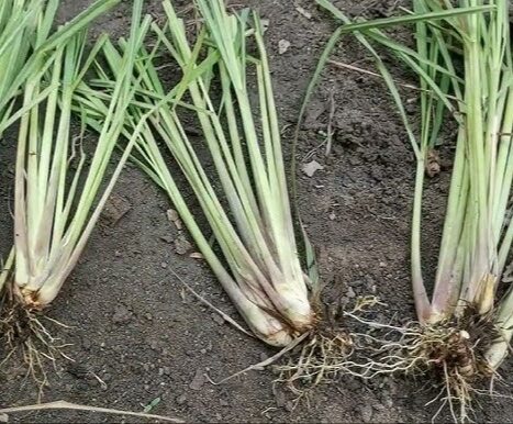 Cây sả (5 tép làm giống)
