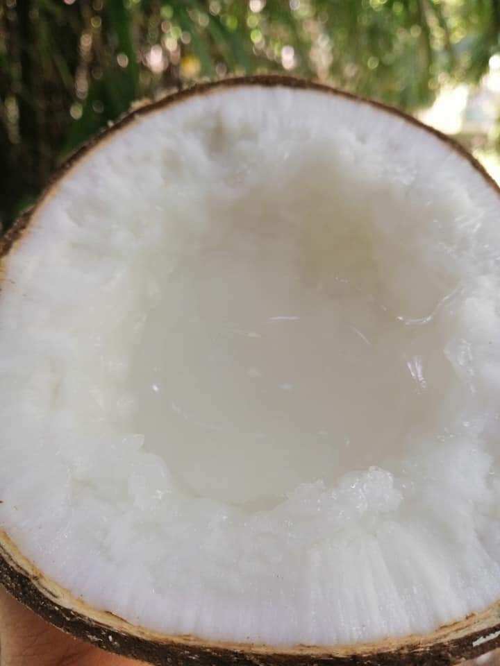Dừa sáp loại 1, loại đặt ruột