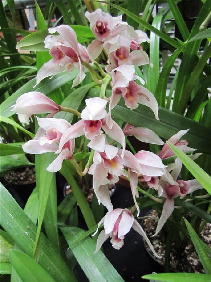 Hoa lan kiếm Hồng (1 khóm) vv
