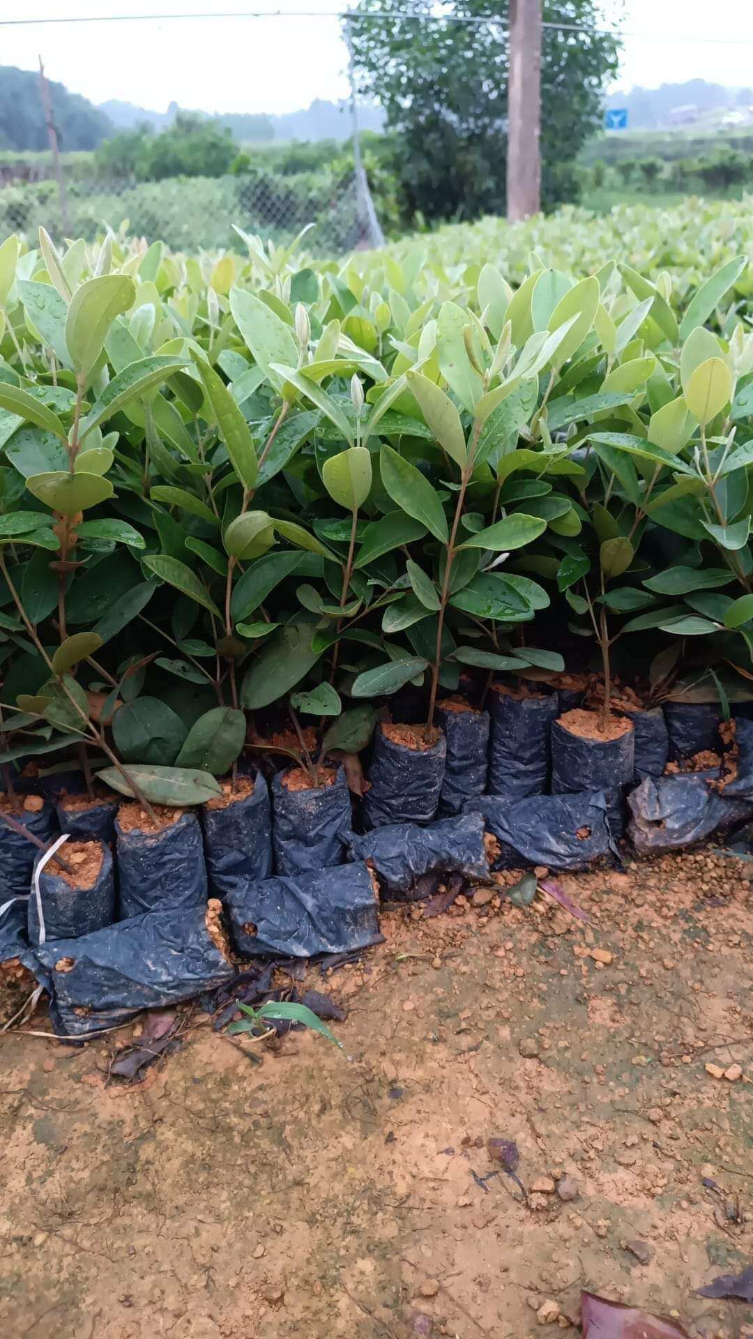 cây giống sim rừng[ mua 10 CÂY tặng 1 cây]