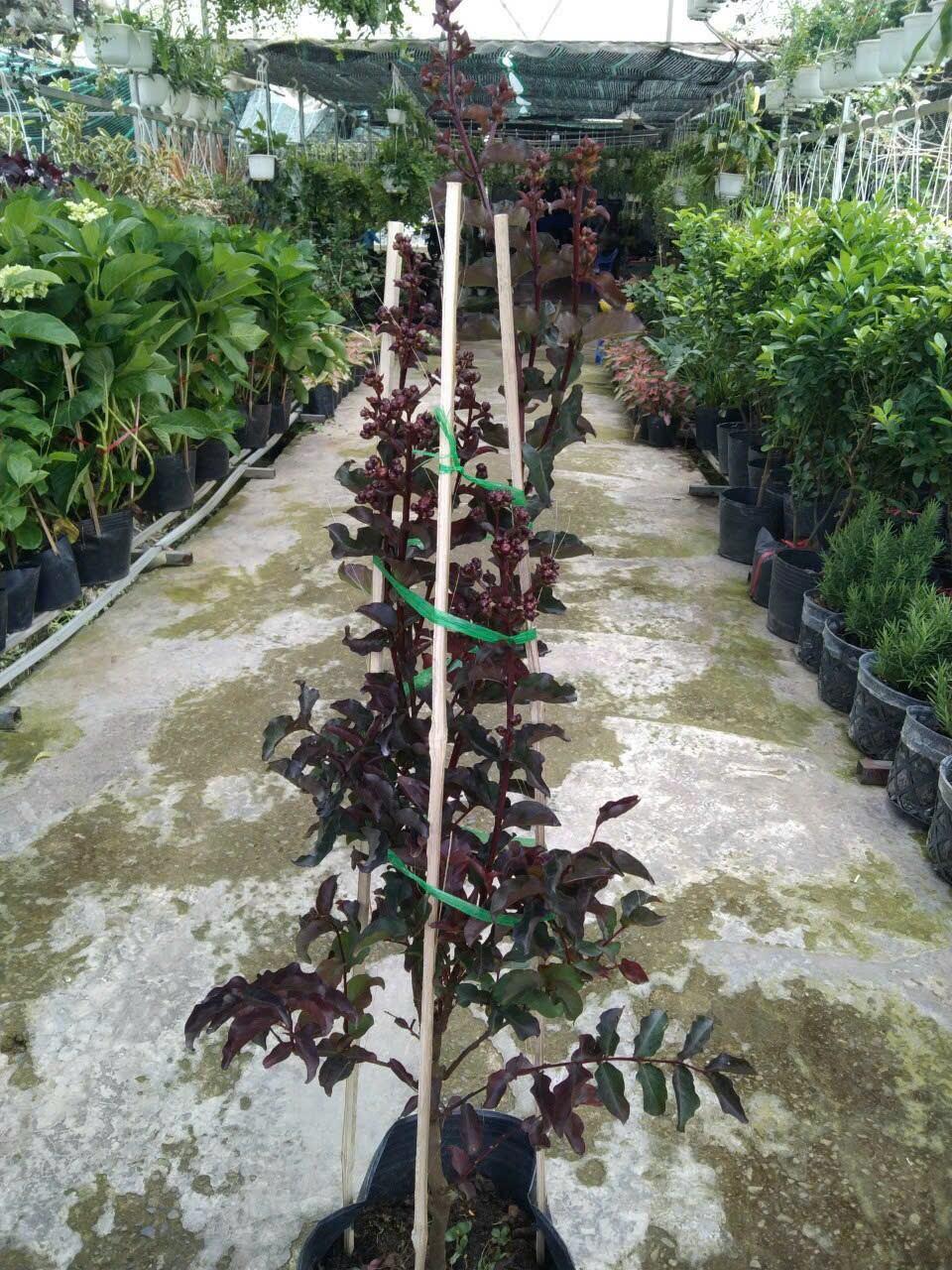 Cây Tường Vi Huyết Long