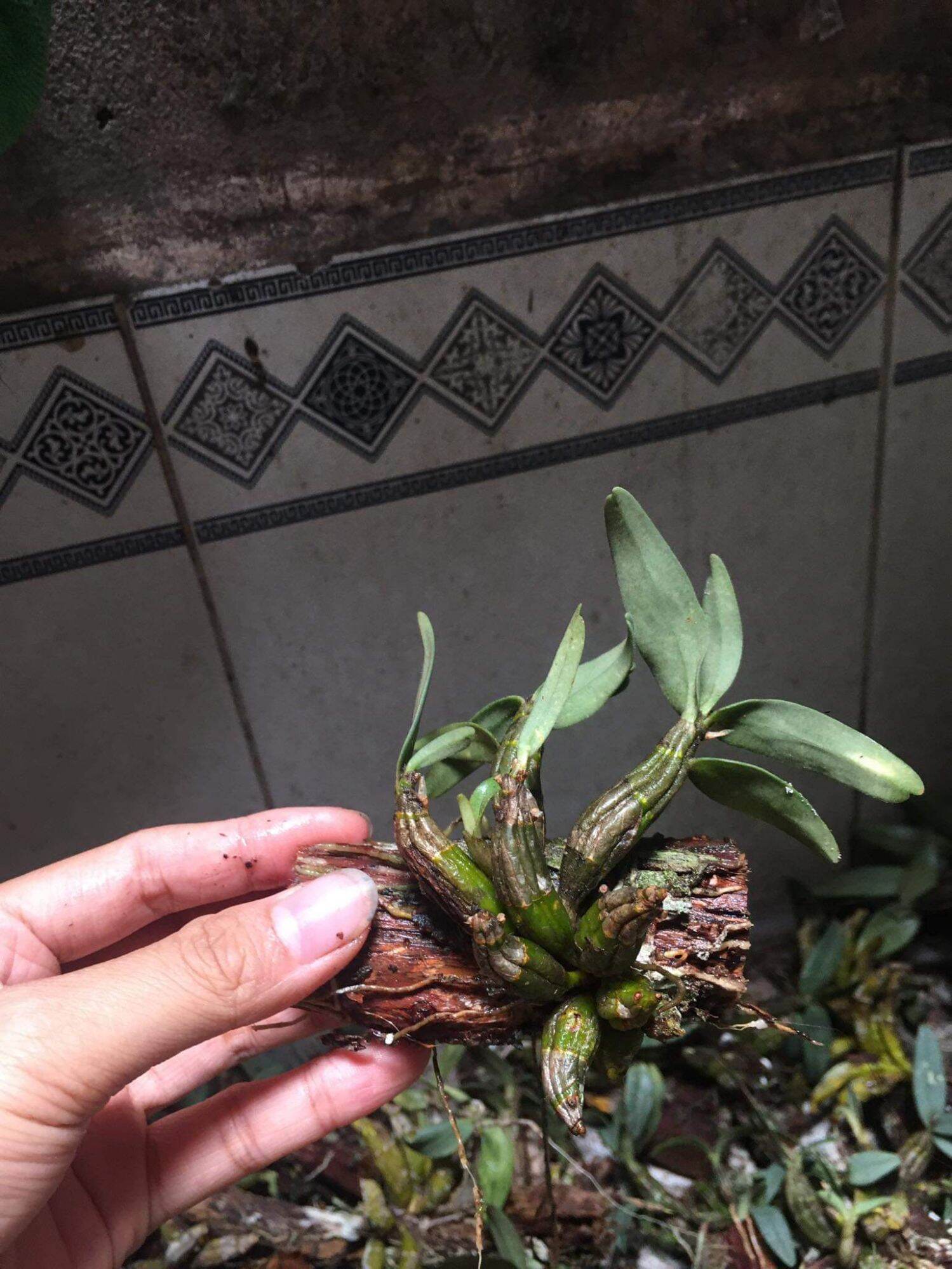 Combo 3 Lan Bạch Hỏa Hoàng