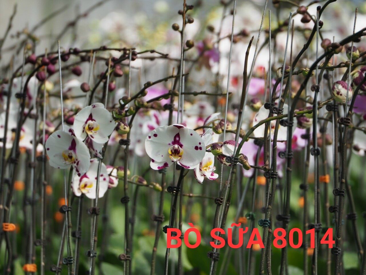 lan hồ điệp cốc 2.5 màu bò sữa