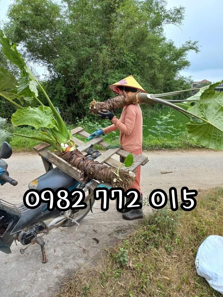 Ráy voi tím khổng lồ gửi củ cao 1m.