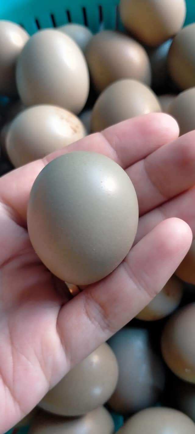 10 quả trứng chim tri có thể ấp được