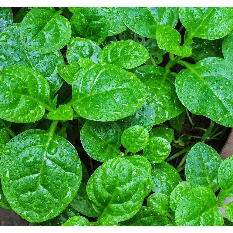 Hạt giống rau mồng tơi - gói 20gr