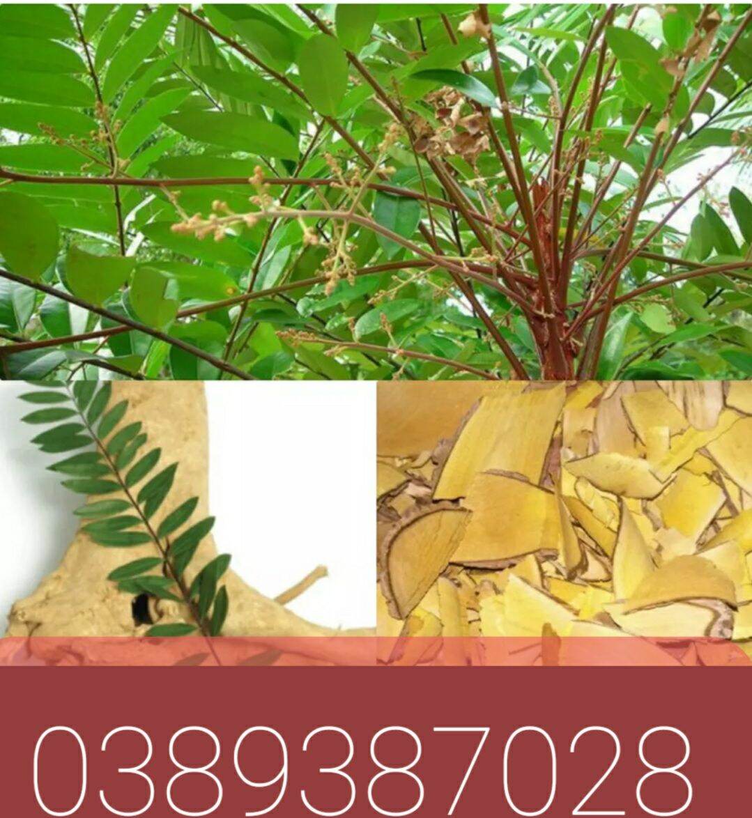 Rễ cây mật nhân,500g khô