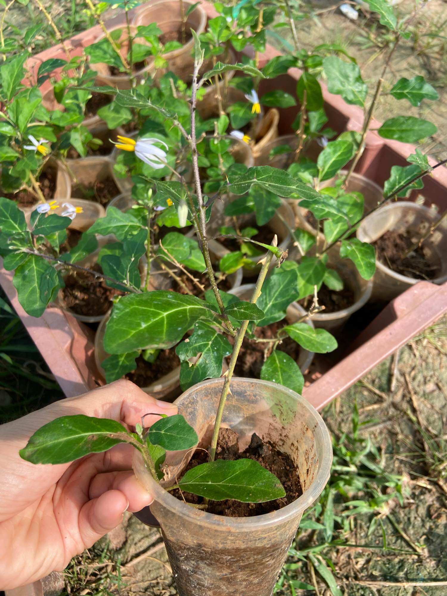 Cây cà gai leo, dược liệu hỗ trợ gan