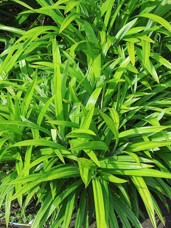 Cây lá dứa, cơm nếp giống (5 cây con rễ trần), chỉ giao Miền Nam