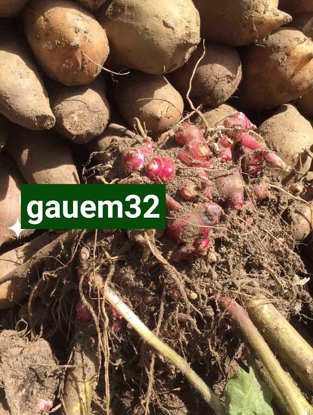 2 CỦ GIỐNG KHOAI SÂM Y TÝ CAO SẢN(12-15cùi)