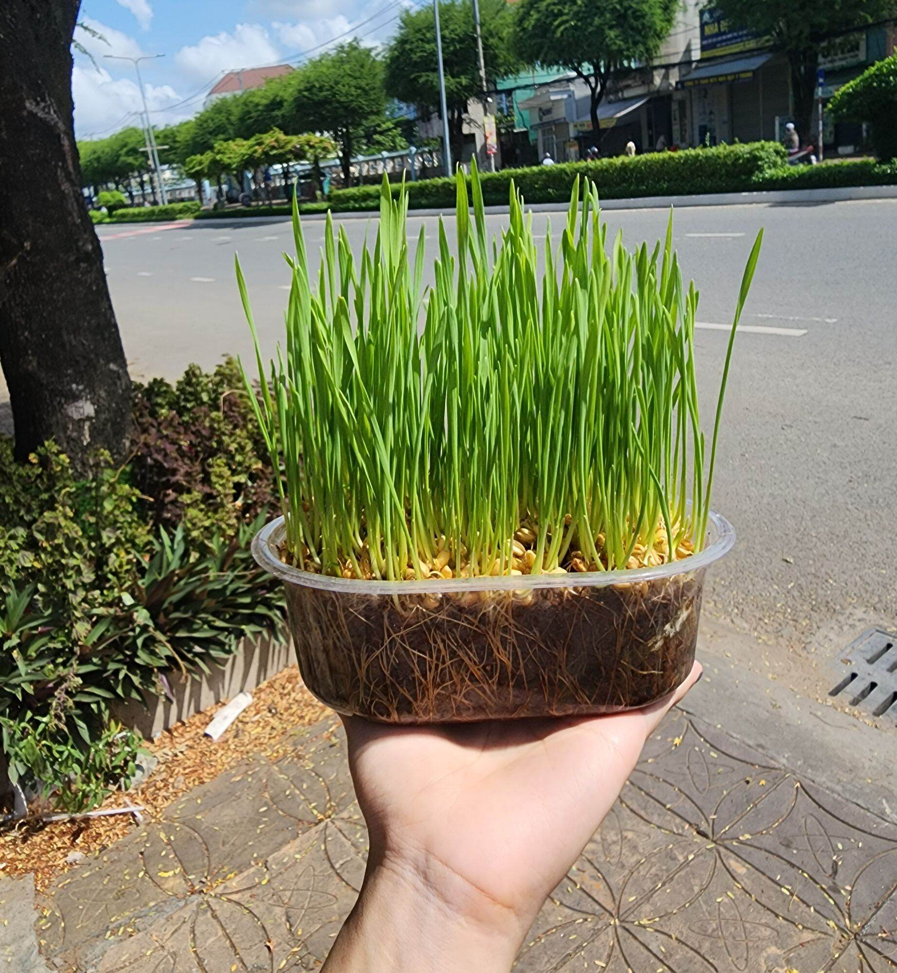 Bộ Kit trồng cỏ mèo - cỏ lúa mạch cho mèo