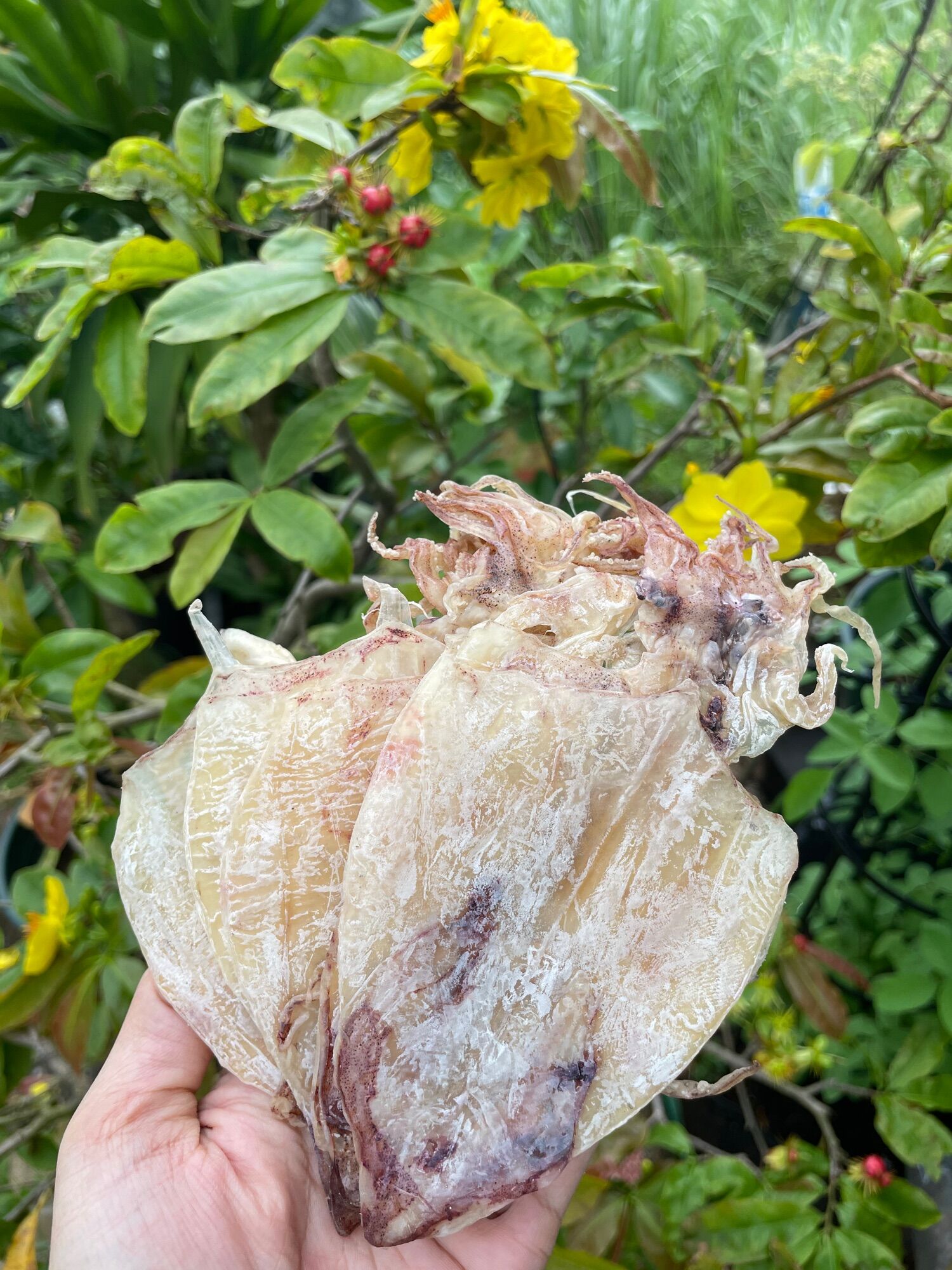 500g mực khô size 50-60 con/1kg...khô đảo nam du