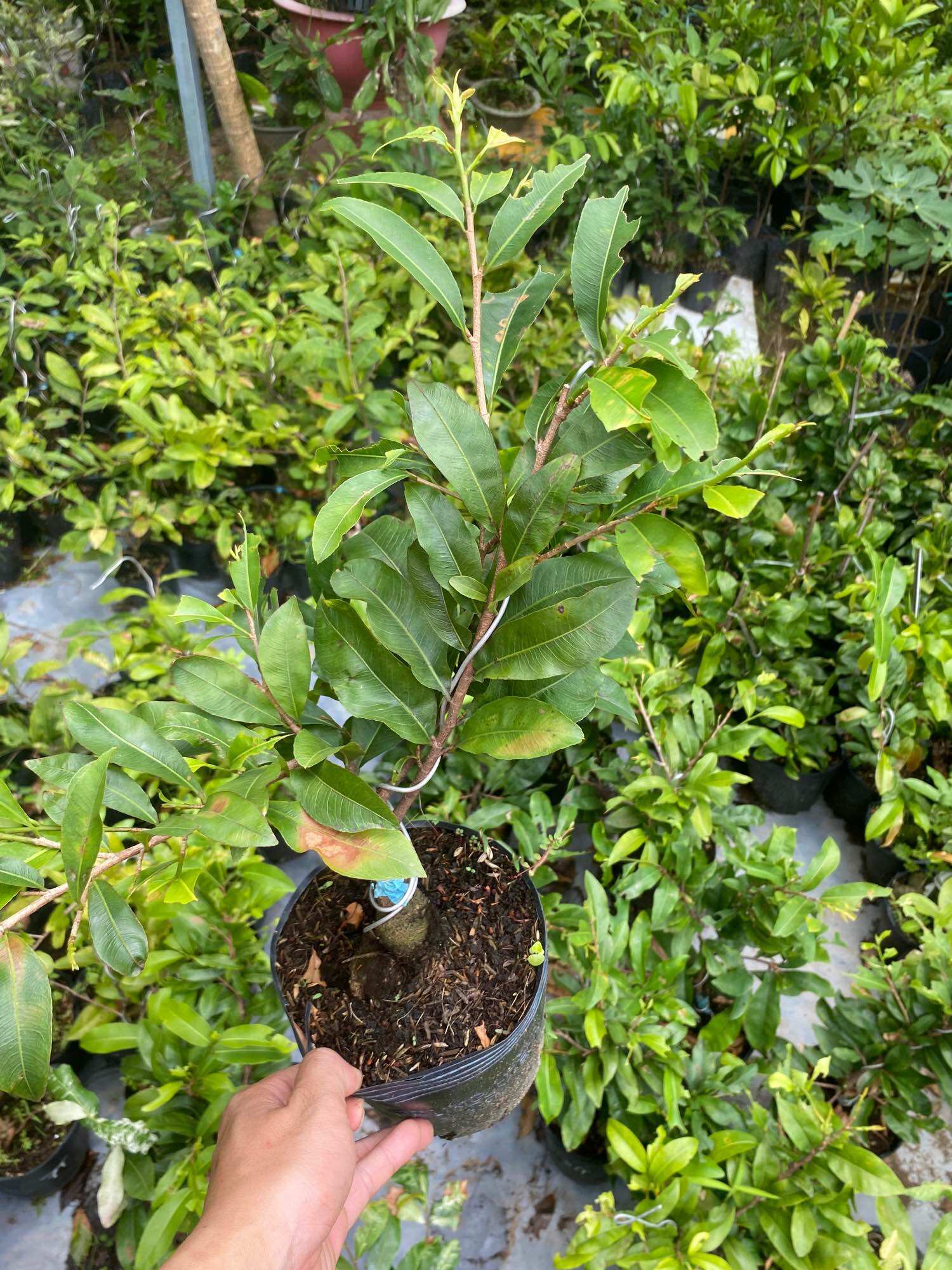 Cây Mai vàng Đại Lộc ( cao 30-50cm )chơi tết