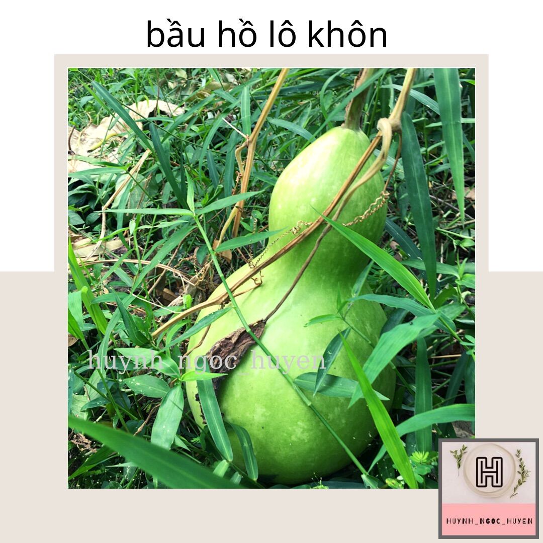 Hạt giống bầu hồ lô khổng lồ