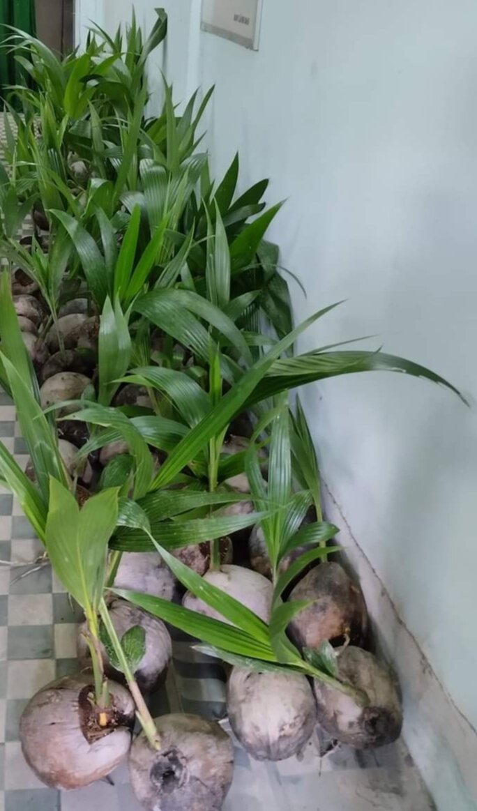 Cây Giống Dừa Sáp - Cầu Kè - Trà Vinh