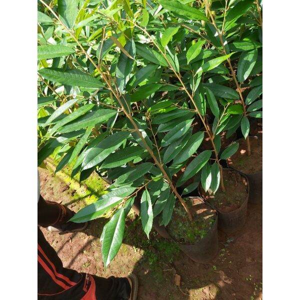 Cây giống sầu riêng black thorn siêu sớm