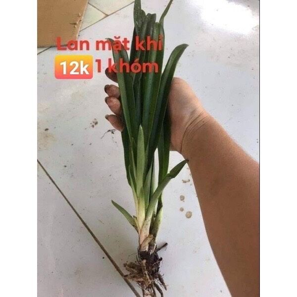 hoa lan mặt khỉ (khóm như hình cuối)