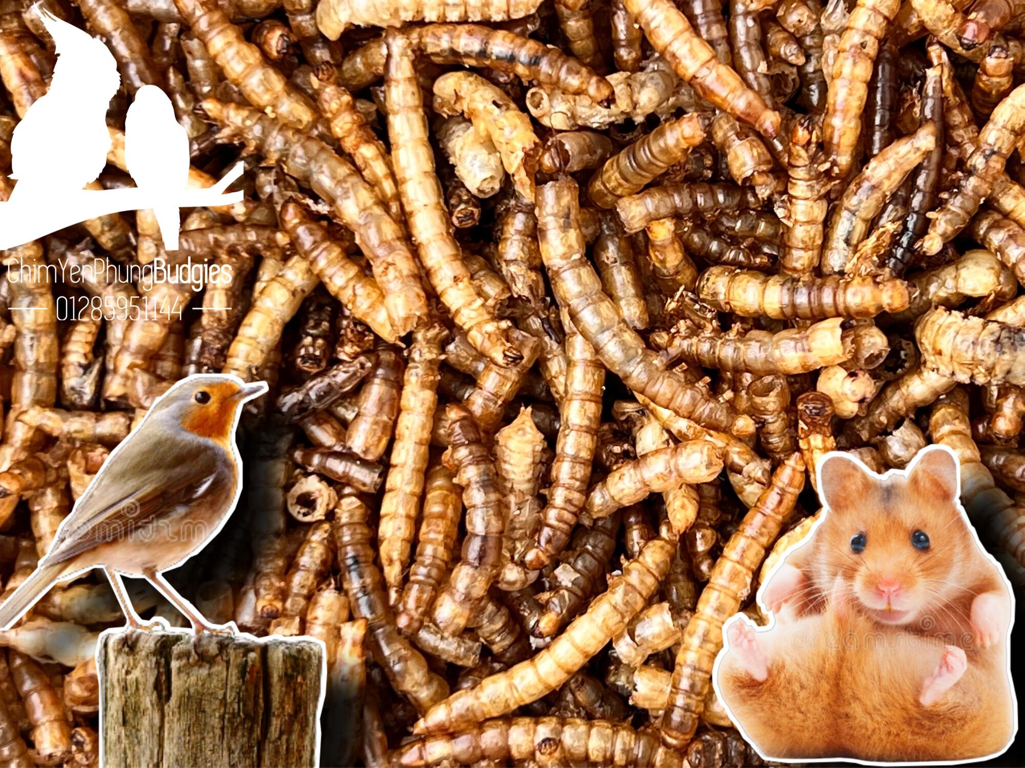 Sâu Superworm sấy khô bổ dưỡng - thức ăn: hamster, gà, chim cảnh, sóc bay...
