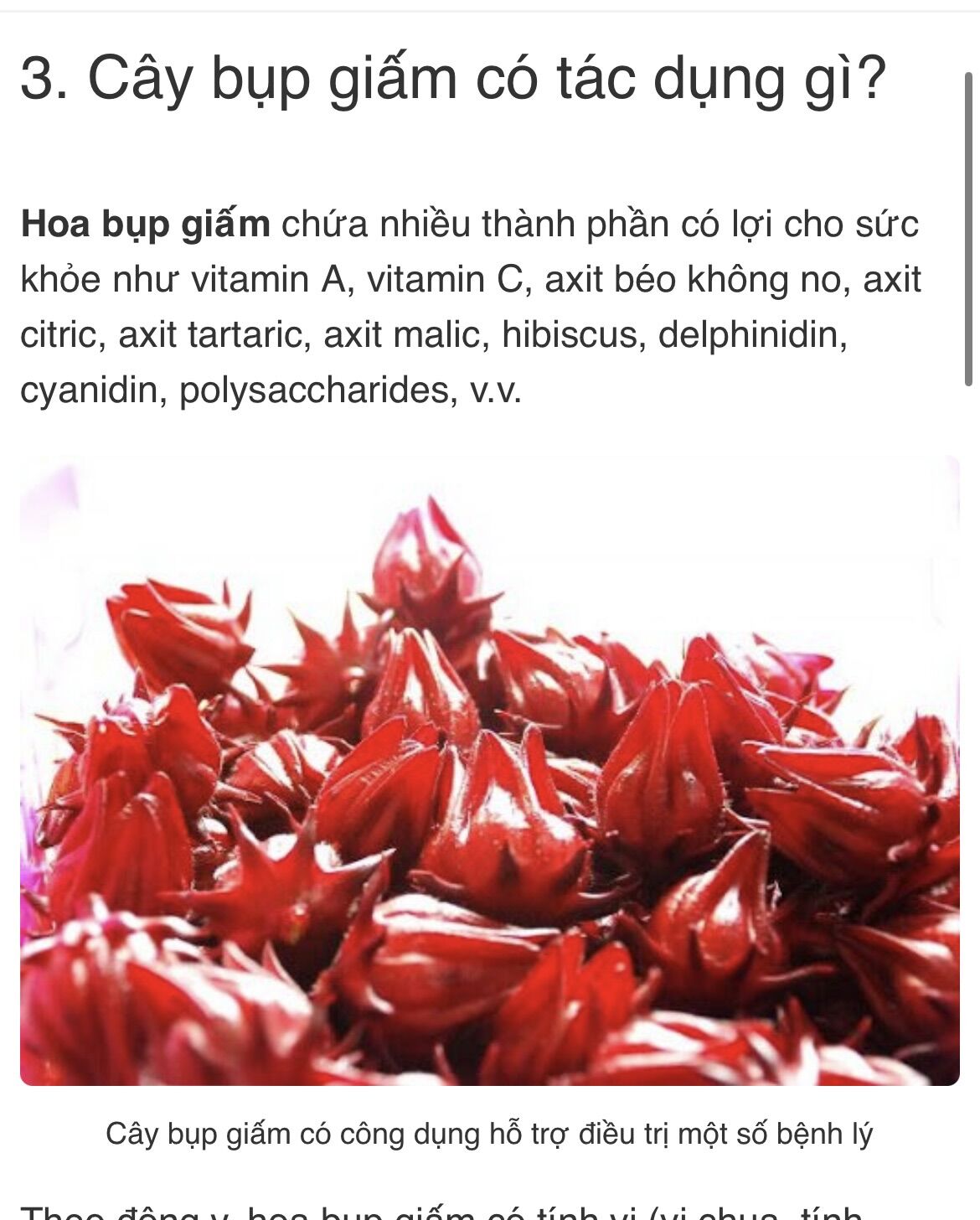 Cây bụp chua( hạt giống tự nhiên)