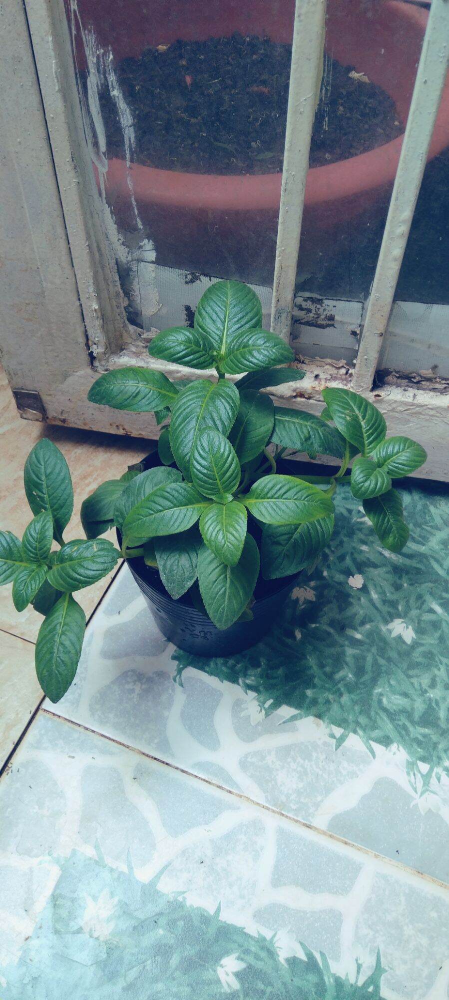 chậu rau quế vị, xá xị