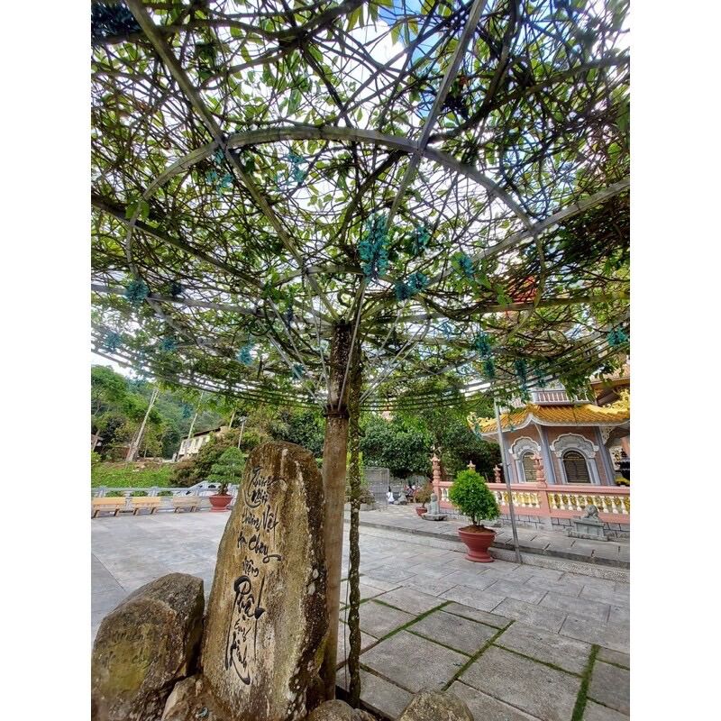 Cây hoa leo móngcọp(1 bầu)