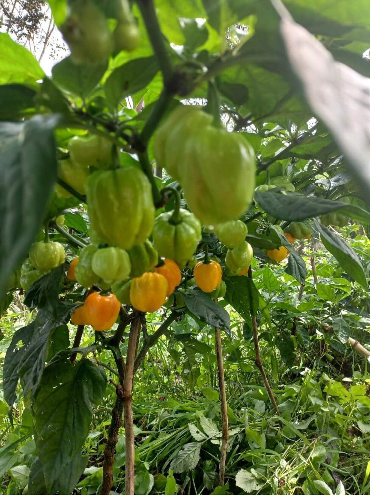 Combo 2 cây giống ớt mỹ Habanero siêu cay màu đỏ và vàng