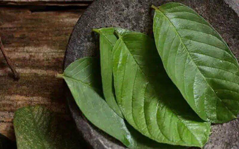 Lá ổi tươi 1kg