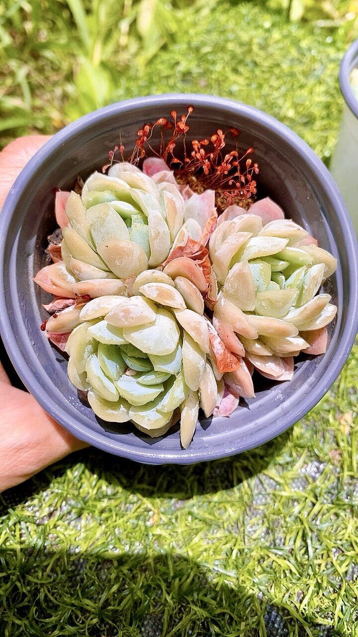 Sen đá hải ly hồng