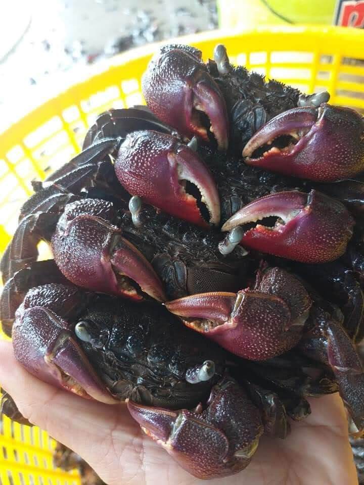 500gran ba khía muối cà mau không cân nước- hàng loại 1 con lớn